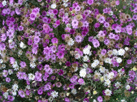 Gemischt Xeranthemum Blumensamen zur Aussaat – Drought verträglich – Traditionssorte & ohne Gentechnik Samen Hausgarten