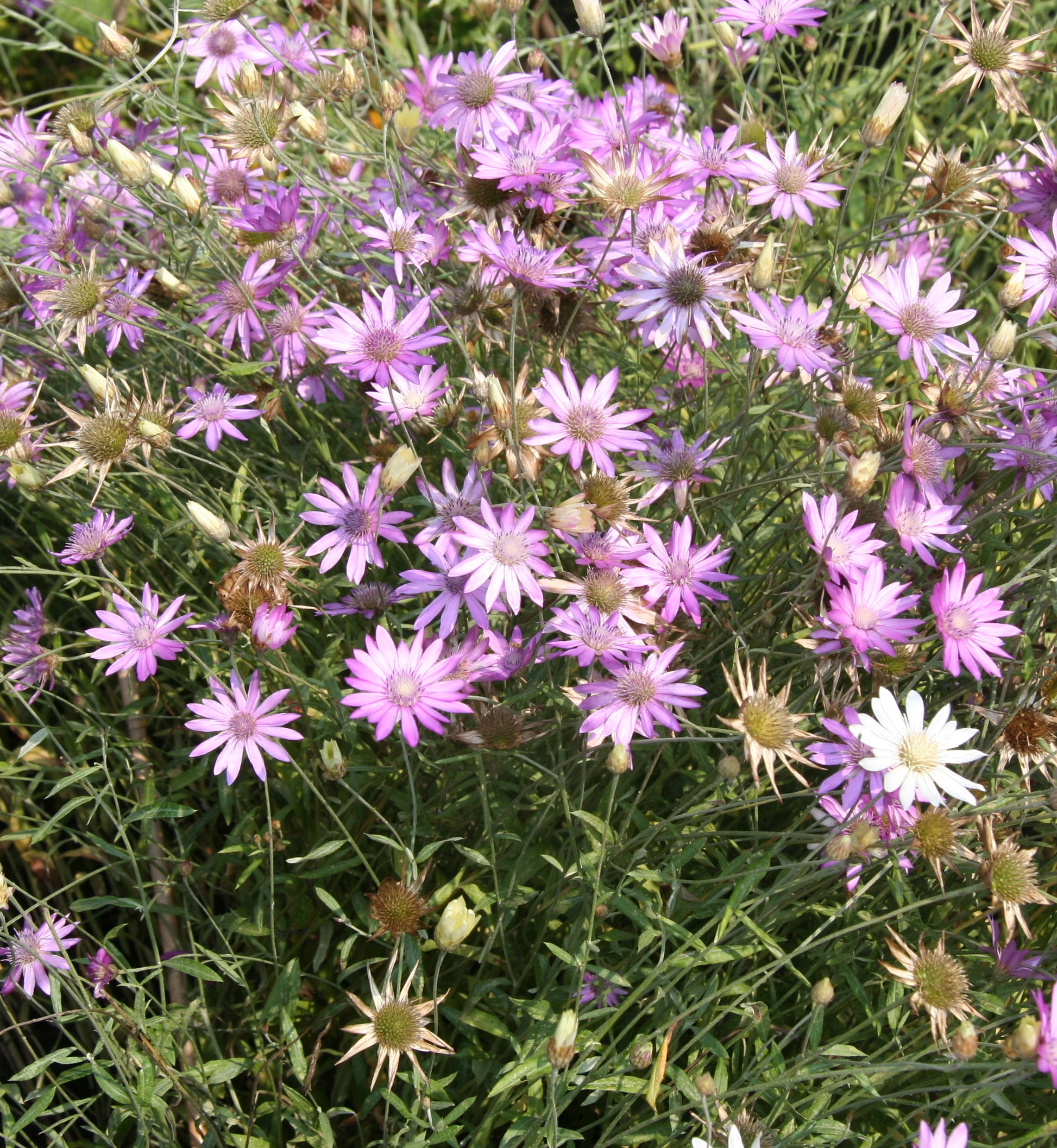 Gemischt Xeranthemum Blumensamen zur Aussaat – Drought verträglich – Traditionssorte & ohne Gentechnik Samen Hausgarten