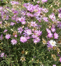 Gemischt Xeranthemum Blumensamen zur Aussaat – Drought verträglich – Traditionssorte & ohne Gentechnik Samen Hausgarten