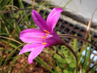 Xerophyta Viscosa Blumensamen zur Aussaat Drought verträglich Traditionssorte & ohne Gentechnik Samen Hausgarten