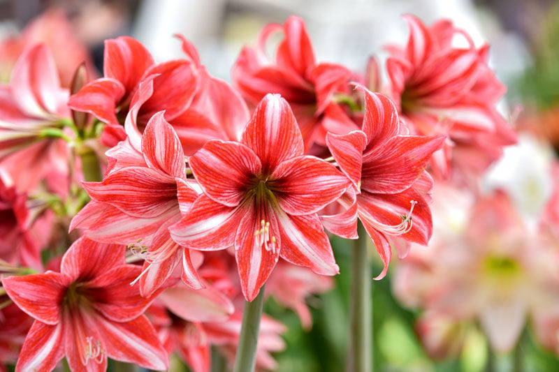 hell Gelb Hippeastrum Blumensamen zur Aussaat – robust Sorte – Traditionssorte & ohne Gentechnik Samen Hausgarten