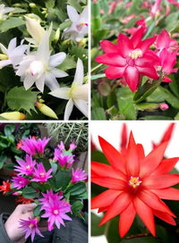 MultiColoured Weihnachtskaktus Samen Blumensamen zur Aussaat Garten beliebt Traditionssorte & ohne Gentechnik Samen Hausgarten