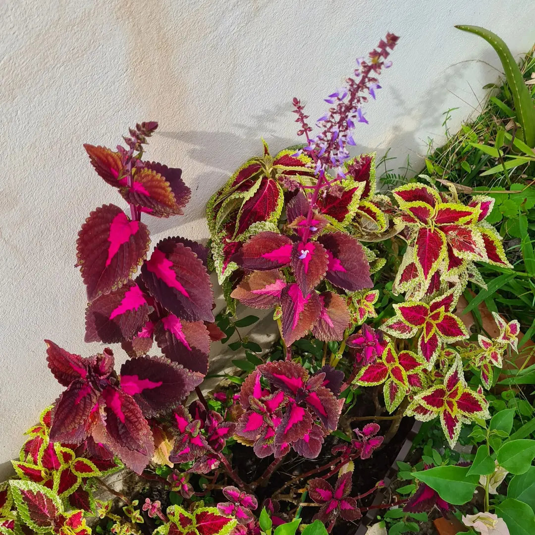 mehrfarbig Buntnessel Blumensamen zur Aussaat – sonnenliebend – Traditionssorte & ohne Gentechnik Samen Hausgarten