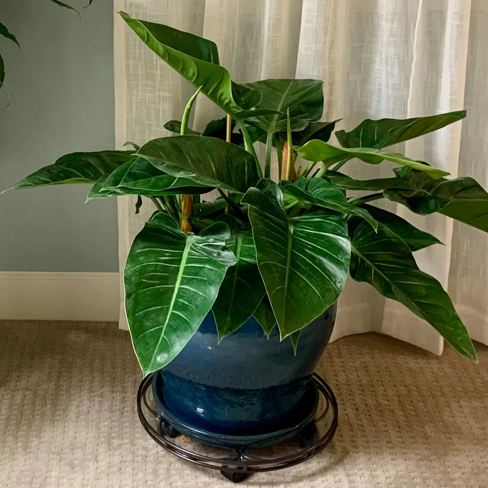 Grün Philodendron Erubescens Blumensamen zur Aussaat – ideal Rabatten – Traditionssorte & ohne Gentechnik Samen Hausgarten