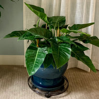 Grün Philodendron Erubescens Blumensamen zur Aussaat – ideal Rabatten – Traditionssorte & ohne Gentechnik Samen Hausgarten