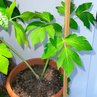 Ashitaba samen für aussaat - grow your own herbal wellness pflanze