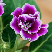 Lila Weiß Gloxinie Blumensamen saisonal Dauerblüher Traditionssorte & ohne Gentechnik Samen Hausgarten