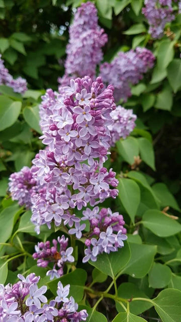 Lilac Blumensamen zur Aussaat – kompakt Wuchs – Traditionssorte & ohne Gentechnik Samen Hausgarten