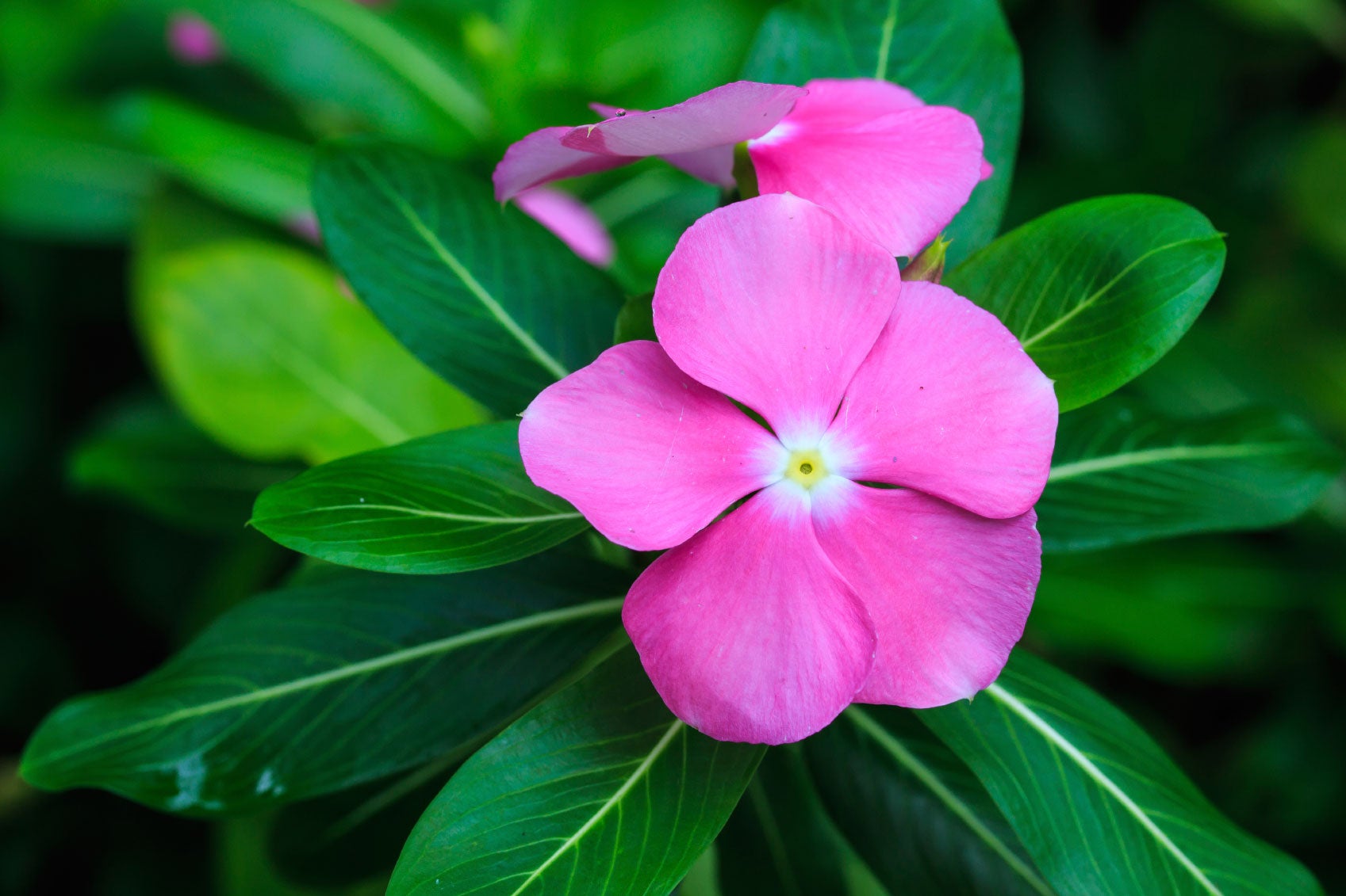 Catharanthus Blumensamen zur Aussaat – Landhaus Garten wichtig – Traditionssorte & ohne Gentechnik Samen Hausgarten