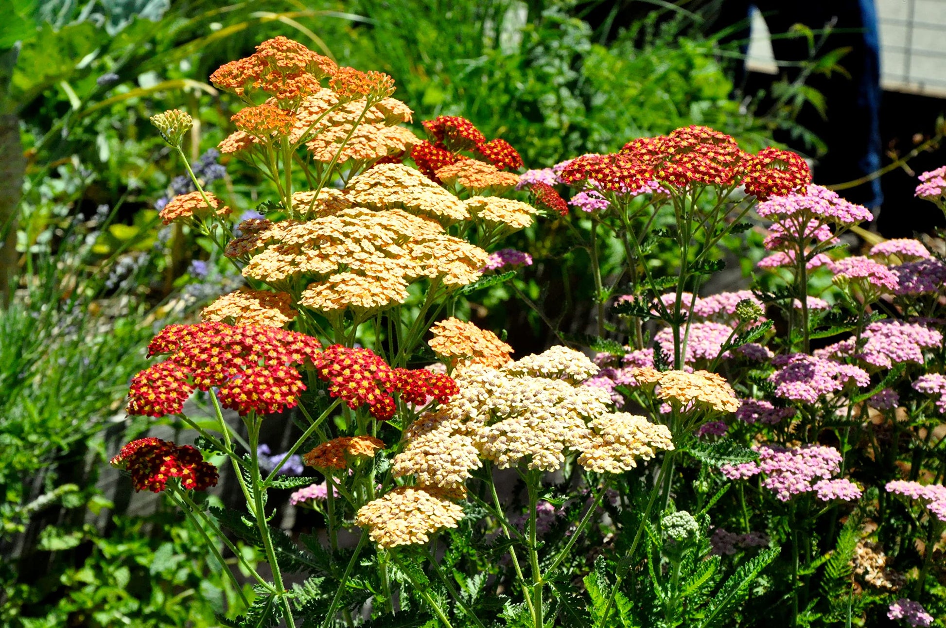 Non gmo yarrow mix samen