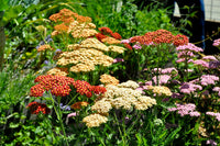 Non gmo yarrow mix samen