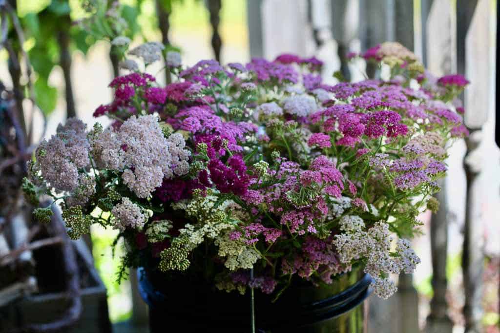 Ornamental yarrow mix flowering pflanze