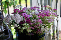 Ornamental yarrow mix flowering pflanze