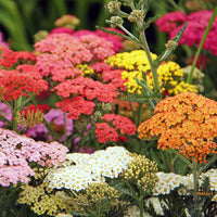 Yarrow anpflanzung samen mix for blume garten