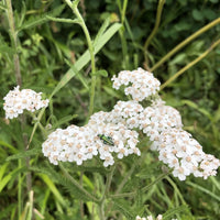 Non gmo weiß yarrow samen