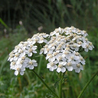 Weiß yarrow samen for anpflanzung