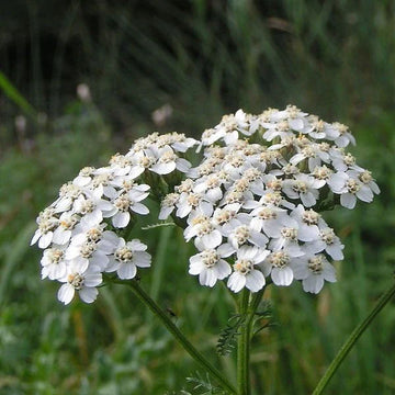 Weiß yarrow samen for anpflanzung