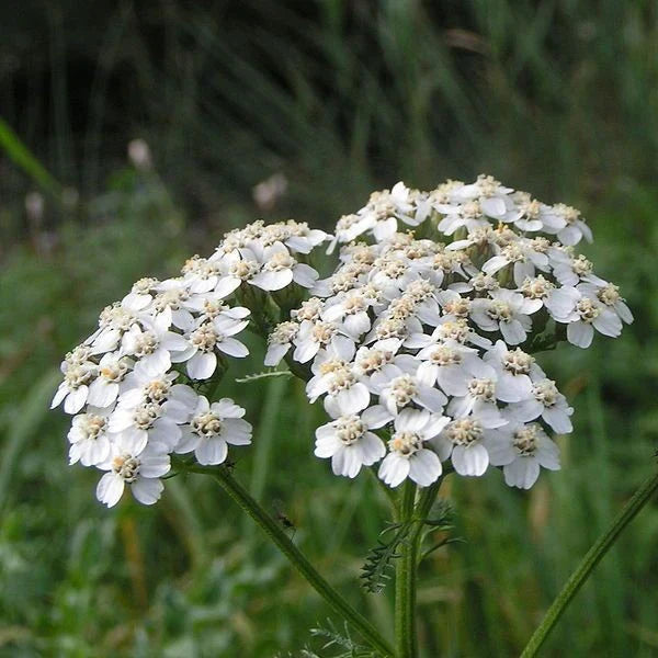 Weiß yarrow samen for anpflanzung