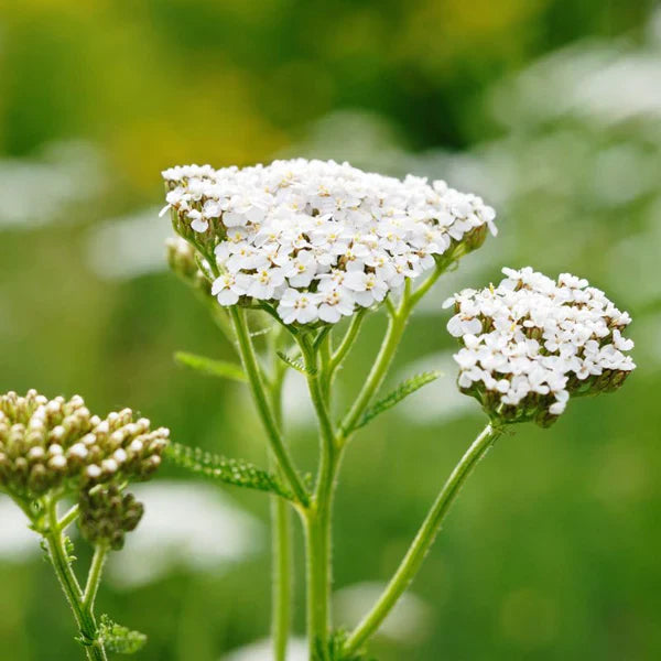 Weiß yarrow flowering samen for gardens