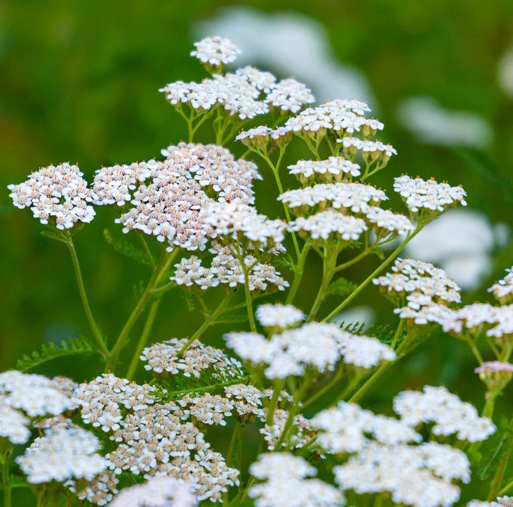Weiß Achillea Blumensamen zur Aussaat – farbenfroh Schau – Traditionssorte & ohne Gentechnik Samen Hausgarten