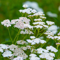 Weiß Achillea Blumensamen zur Aussaat – farbenfroh Schau – Traditionssorte & ohne Gentechnik Samen Hausgarten