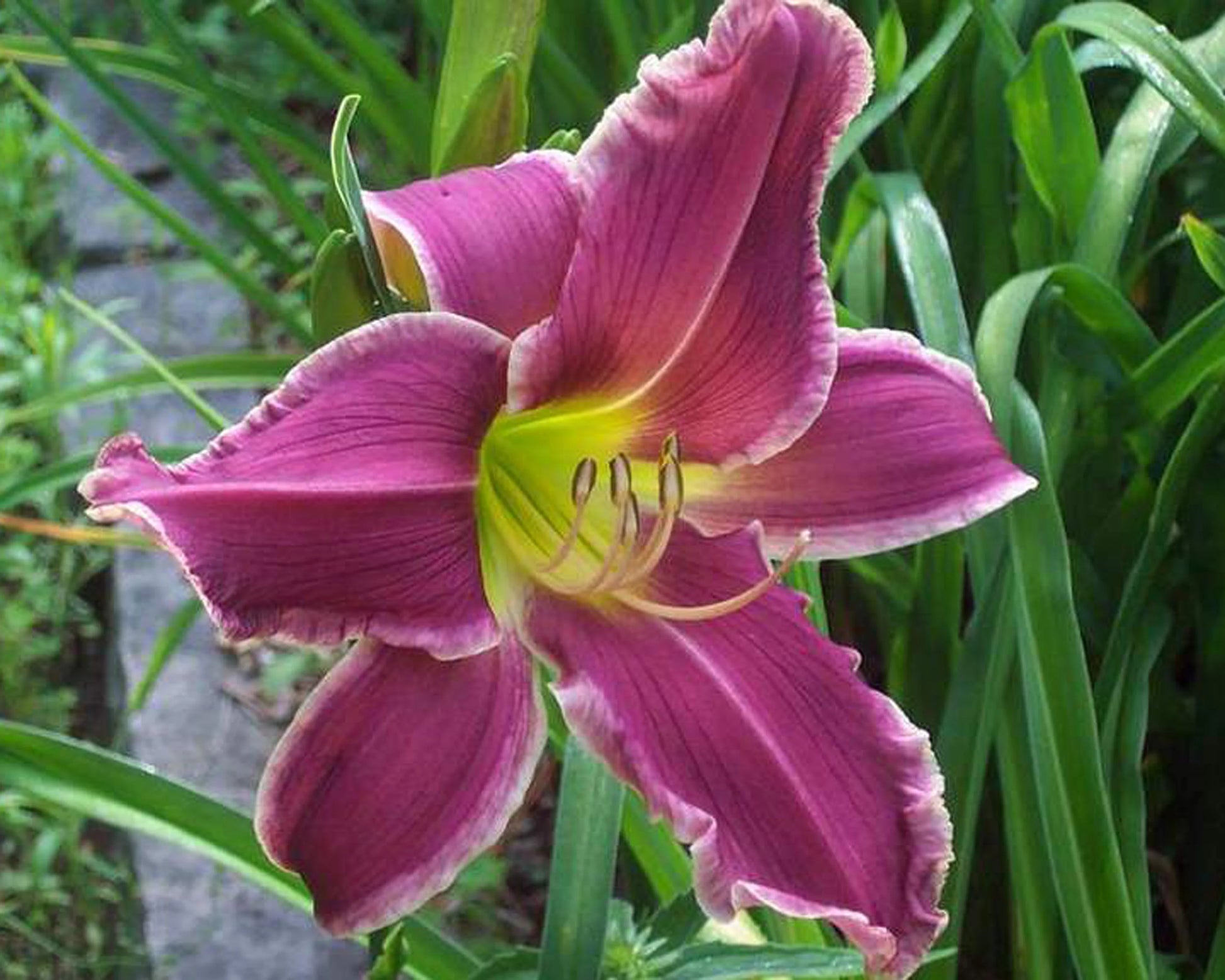 Weiß Violett Hemerocallis Blumensamen zur Aussaat – kompakt Wuchs – Traditionssorte & ohne Gentechnik Samen Hausgarten