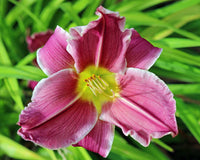 Violett Hemerocallis Blumensamen zur Aussaat Anzucht Traditionssorte & ohne Gentechnik Samen Hausgarten