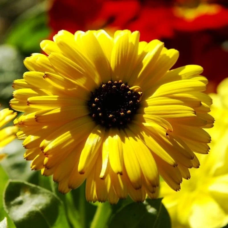 Gelb Calendula Blumensamen zur Aussaat – Drought verträglich – Traditionssorte & ohne Gentechnik Samen Hausgarten