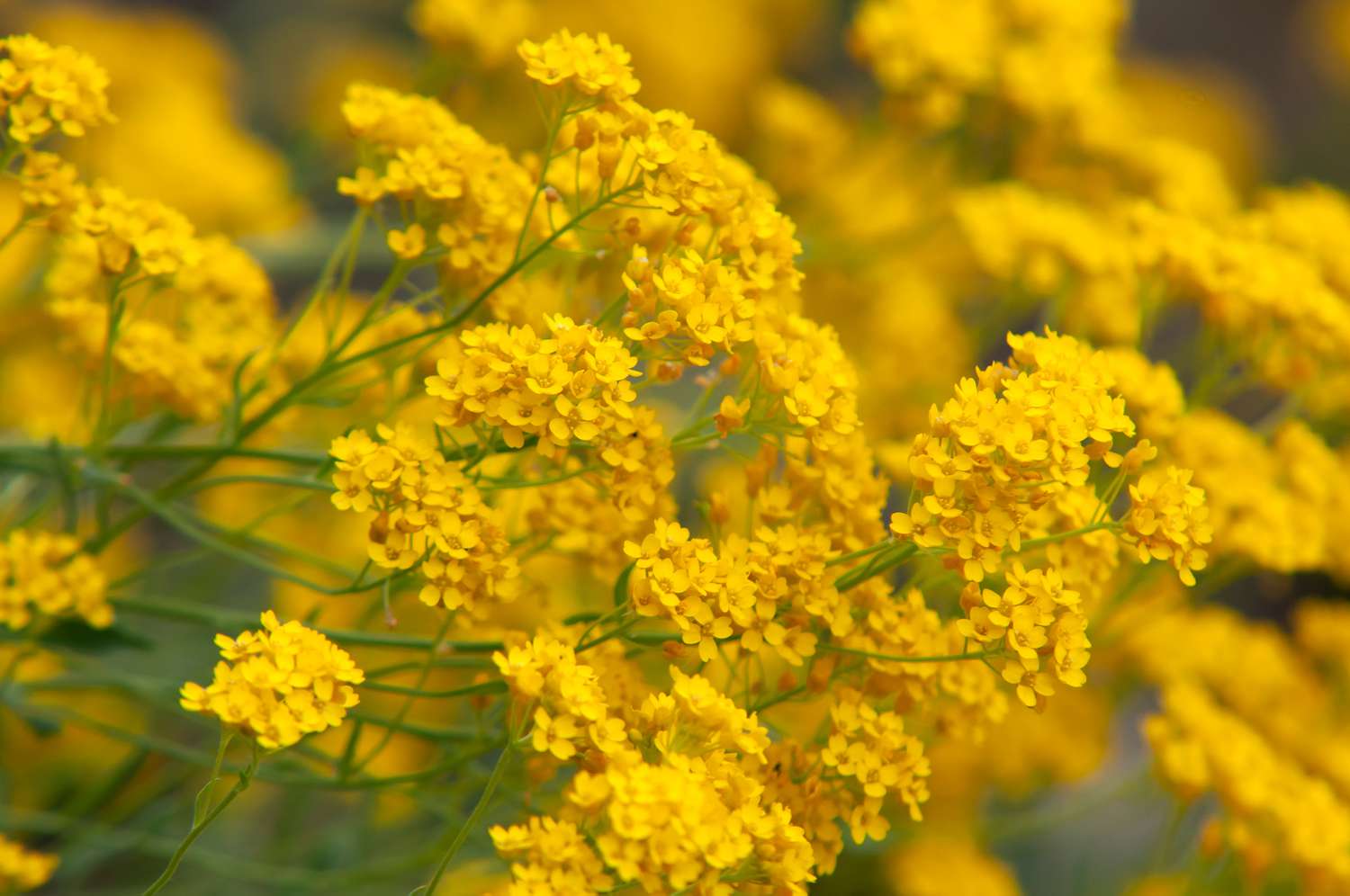 Ornamental gelb aurinia flowering pflanze