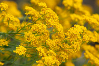 Ornamental gelb aurinia flowering pflanze
