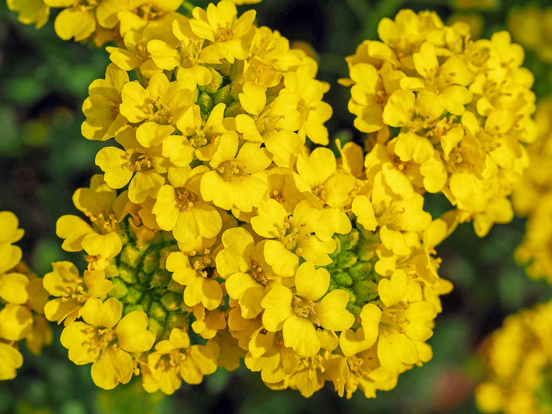 Gelb aurinia samen for garten anpflanzung