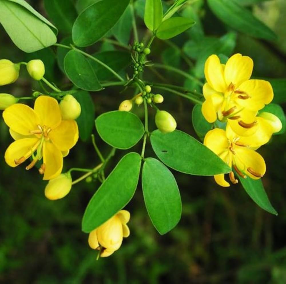 Non-gmo cassia tora samen