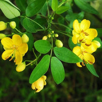 Non-gmo cassia tora samen