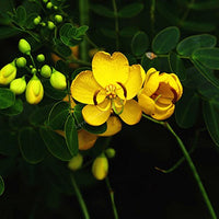 Ornamental cassia tora pflanze with gelb blumen