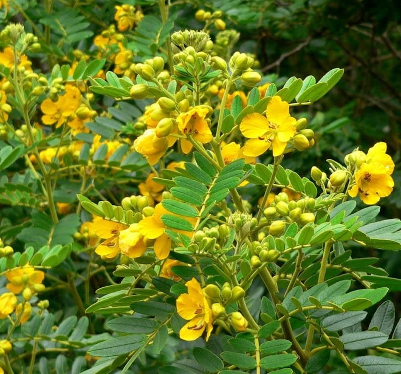 Pollinators visiting cassia tora blooms