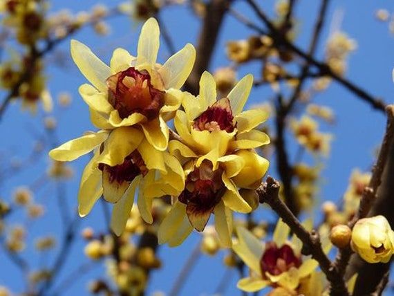 Non gmo gelb chimonanthus praecox samen