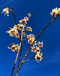 Non gmo gelb chimonanthus samen