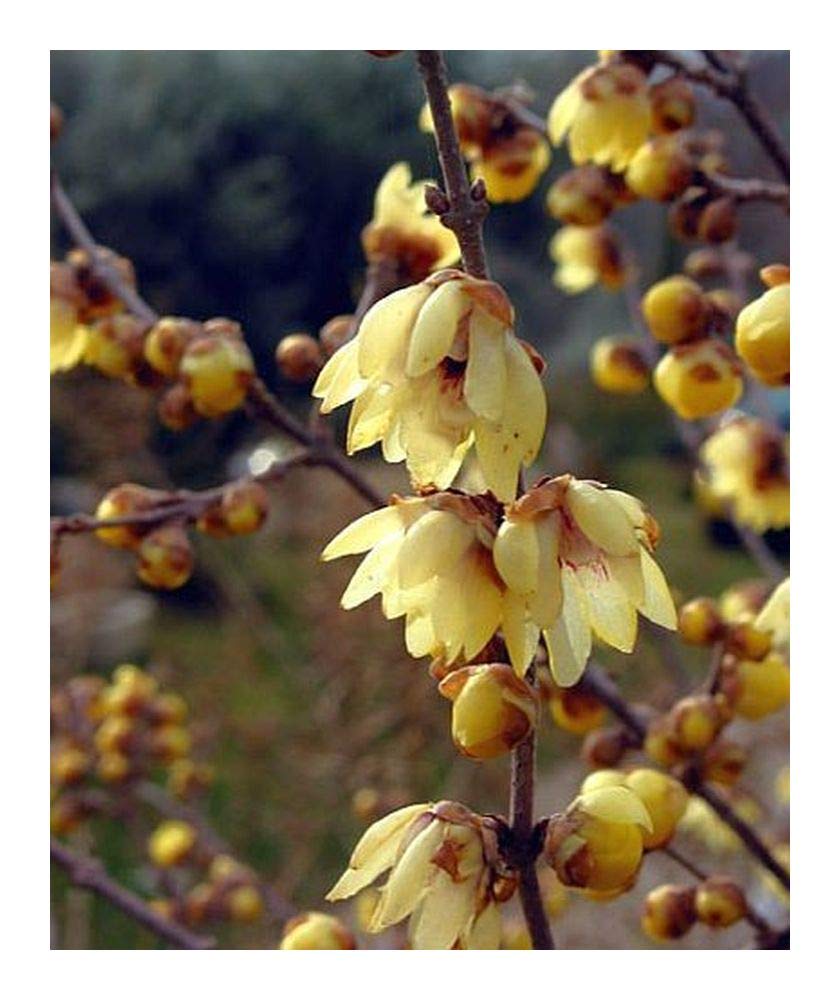 Ornamental gelb chimonanthus flowering shrub