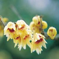 Gelb chimonanthus praecox blume samen for anpflanzung