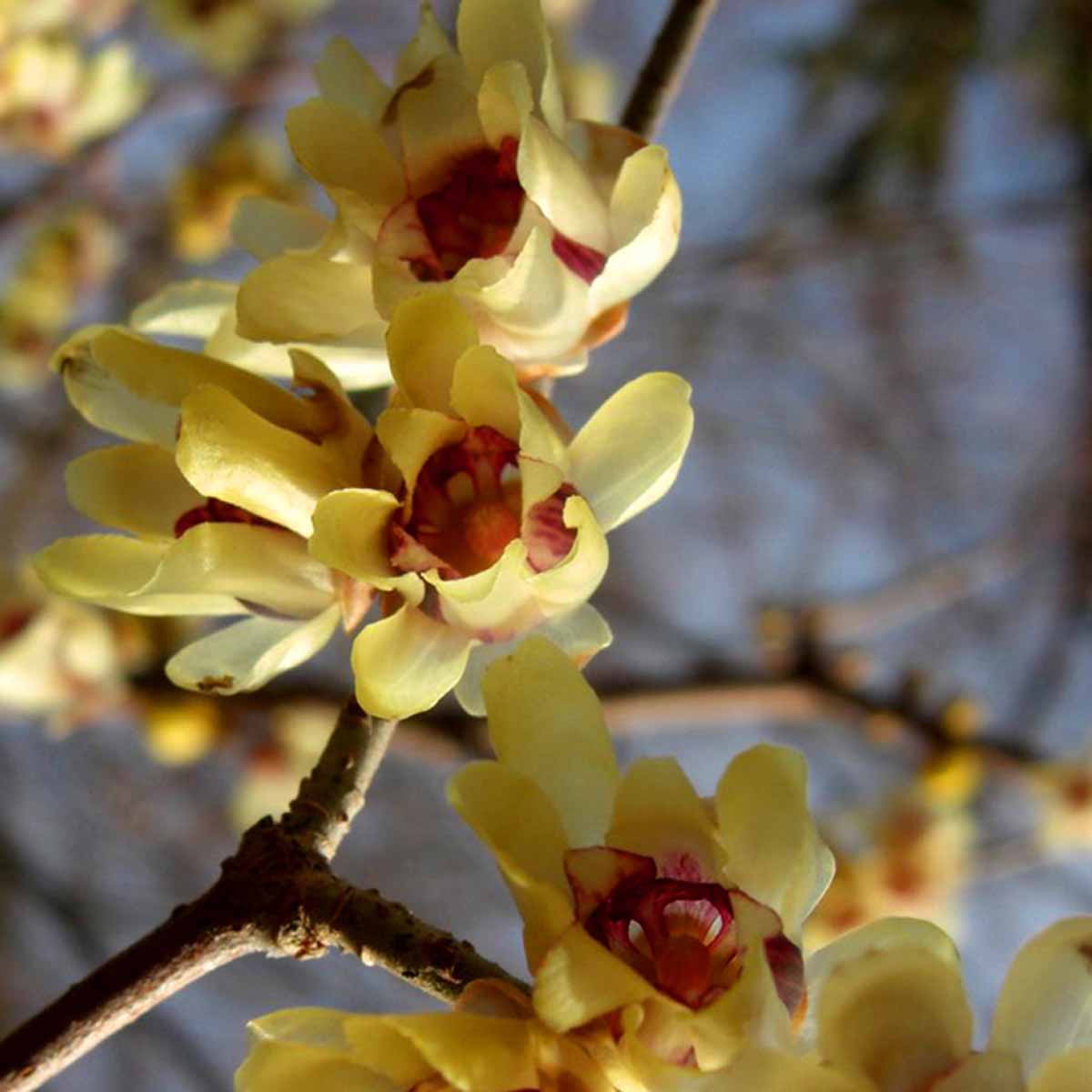 Gelb chimonanthus pflanze samen for garten anpflanzung