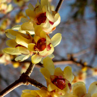 Gelb chimonanthus pflanze samen for garten anpflanzung