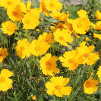 Ornamental gelb coreopsis lance for gardens