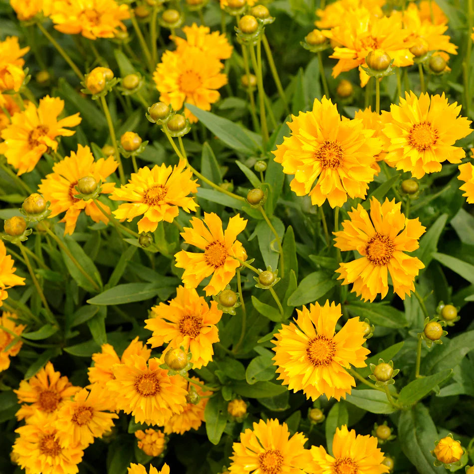 Gelb coreopsis lance in pollinator garten