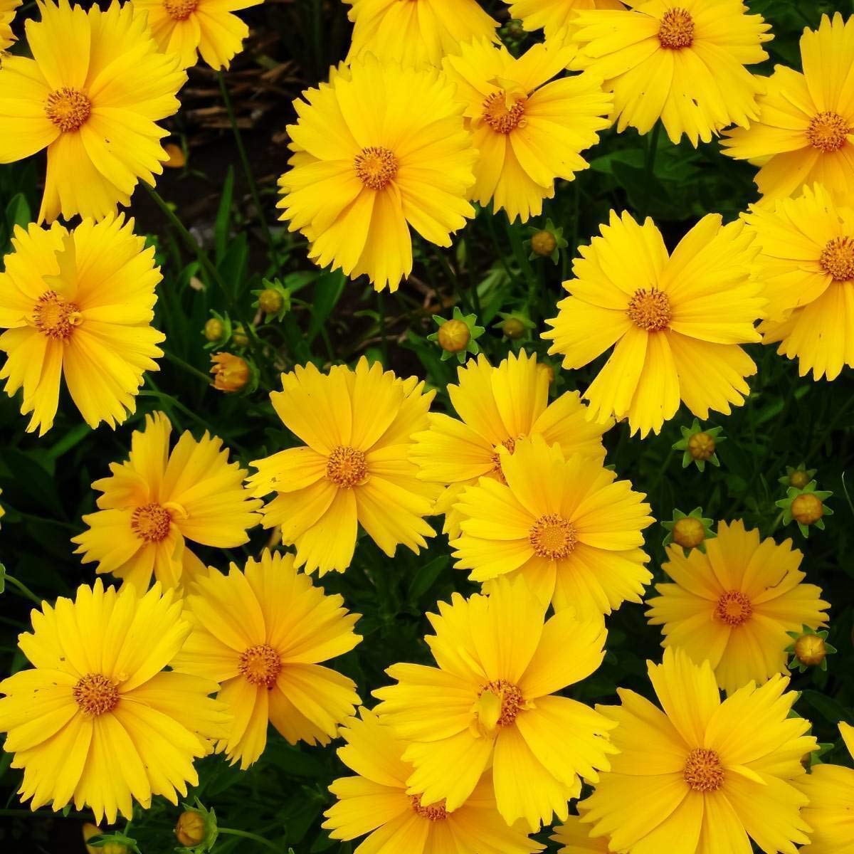 Non gmo gelb coreopsis blume samen