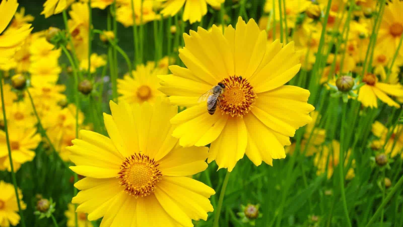 Ornamental gelb coreopsis for gardens