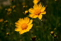 Gelb coreopsis in pollinator garten