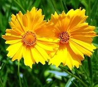 Gelb coreopsis blume samen for anpflanzung