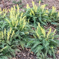 Gelb corydalis blumen blooming in garten