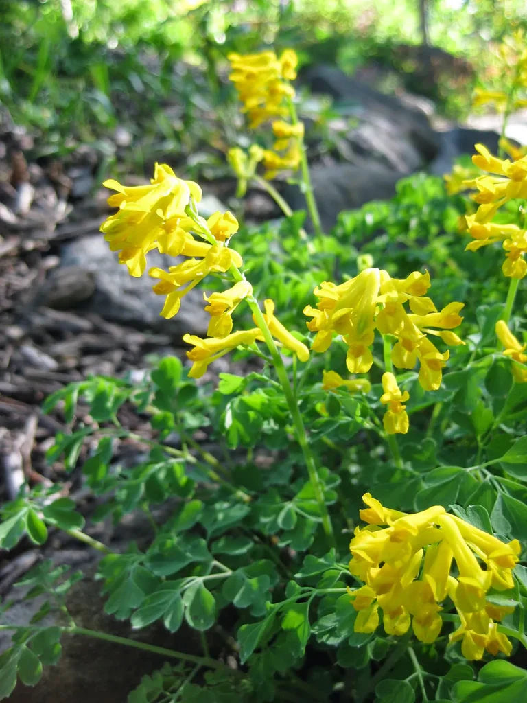 Non gmo gelb corydalis manchu blume samen