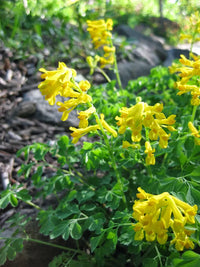 Non gmo gelb corydalis manchu blume samen